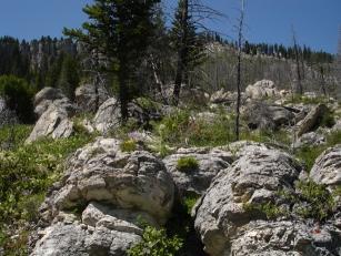 Yellowstone's "Hoodoos"