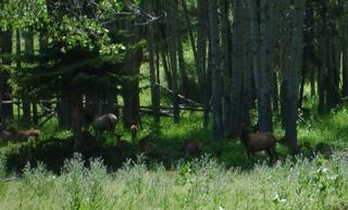 Strangely threatening pronghorns
